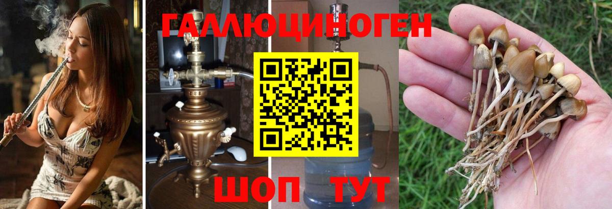 Галлюциногенные грибы Psilocybe  Вход с VPN  Галлюциногенные грибы прущие грибы  Славгород 